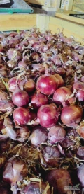 Sprzedam cebulę czerwoną do przetwórstwa. Rozmiar 45+ ilość ok 12t
