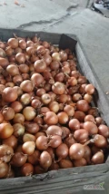 Sprzedam  cebulę kal 5-9,sucha,zdrowa,big bag,lub skrzynia