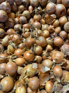 Sprzedam cebulę odmiana Hybelle.Cebula zdrowa z suchą łuska . Ilość tirowa.Więcej informacji udzielę telefonicznie