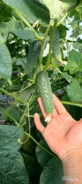 Witam sprzedam ogórek kolczatka produkcja tunelowa 