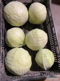 Kapusta biała kaliber 1-4 kg przewaga 2-2.5 kg 