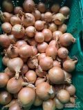 Kupię cebule złotą do pakowania cebula czysta zdrowa   obcięta z poznych odmian kaliber 5 - 7 big bag lub skrzyniopaleta zdjęcia mozna...
