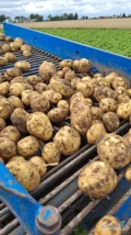 Sprzedam ziemniaki Jadalne  odmiana Denar luzem, możliwość zapakowsnia Big Bag prosto od kombajnu.