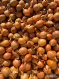 Sprzedam 20 ton drobnej cebuli 3,5 - 5 cm w typie rijnsburger. Cebula fazorowana, sucha i zdrowa. 