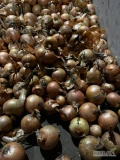 Mama na sprzedaż 8-10 ton cebuli żółtej, odmiana hystore, ładna łuska na woreczek 