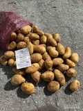 Sprzedam! ZIEMNIAK MŁODY Egipt - ilości paletowe i samochodowe.