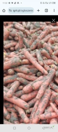 Sprzedam 2tys. Ton marchwi. Towar brudny lub myty. Jakość premium. Dostawa bezpośrednio do klienta. W sprzedaży też inne warzywa seler...