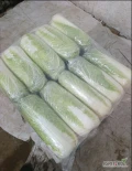 Sprzedamy kapustę pekińską owijaną. Ilości samochodowe, dla poważnych odbiorców możliwe terminy płatności.Towar dostarczamy do...