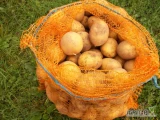 Sprzedam ziemniaki odmiany Soraya kopane na zamówienie 1 zł / kg .Pakowane w workach 15 kg.  Ziemniaki smaczne ładne z jasnej ziemi....