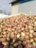 Sprzedam cebulę na wysadke. Lub w razie konieczności obierania(Drobna). Kaliber do 4 cm. Dobra jakość. Ilość około 5-6 ton....