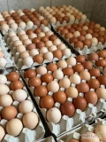 Sprzedam nadwyżke jaj ściółkowych, ilości paletowe: białych, beżowych, czerwonych, rozmiar L