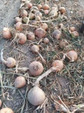 Sprzedam cebulę młodą zimową, w chwili obecnej zbierana ręcznie, cena uzależniona od ilości. Około 30 ton 
