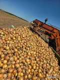 Sprzedam cebulę Swift 5-9 około 300ton.