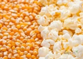 Продаем кукурузу попкорн (зерно кукурузы) на условиях EXW Молдова по цене 510...