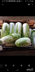 Sprzedam kapuste pekinska z chłodni 