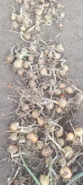Sprzedam cebulę z dymki efekt. Ilość 24 tony. Cena do negocjacji. 