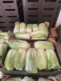Sprzedam kapustę pekińską Bilko z kontroli czysta w środku. Kaliber 0.4kg-1.8kg. Zielona.