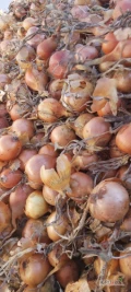 Cebula do pakowania i do obierania. Ilości tirowe. Import. Dostawa do klienta cała Polska. 