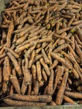 Sprzedam marchew odmiany volcano kaliber głównie 2,5-4,5 najlepiej prosto z skrzyń lub big bag, worek 10 kg. 50t