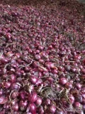 Sprzedam czerwoną cebulę Rio Duro kal 45-90 fazorowana  dostępne ok 30 ton luzem z pryzmy