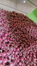 Sprzedam cebulę czerwoną kal 5+, certyfikaty, na worek ok 2500 t i obieranie 1000 t 