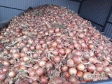 Kupię tirowe ilości cebuli do obierania najlepiej grubą żółtą i na worek podstawiam transport kasa natychmiast 