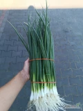 Sprzedam szczypior na pęczki lub kg cena do ewentualnego uzgodnienia 