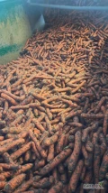 Sprzedam marchew brudna import holandia. Ilosci tirowe. Jakosc marketowa. Dostawa bezposrednui do klientam
