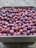 Sprzedam red delicious Scarlet Spur ka gruby towar za wagę w skrzyni.
