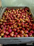 Sprzedam ze świeżo otwartej komory jabłko.  Prince, szampion, lobo, idared za wagę w skrzyni lub klatkę, karton. Ka + fresh