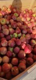 Sprzedam 100 skrzyn idaret, 100 szampion 6.5-8.5, rubinstar 30skrzyn. 7-8.5. Jabłko czyste , dziś  otwarte.