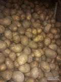 Sprzedam ziemniaki jadalne Galę i Soraya. Opakowanie luz worek szyty 2.5,5,10,15kg mozliwosc szarfy i nadruku.