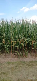 Sprzedam kukurydze na pniu 5h ładna wysoka odmiana Rosomak 