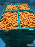 Sprzedam tirowe ilości marchwi mytej towar marketowy oraz gruby 