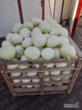 Sprzedam kapustę białą do kiszenia i przetwarzanie odmiany Prodikos Mucsuma biała po szadkowaniu kaliber 1-3 kg lekki wciornastek...