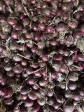 Cebula CZERWONA na pakowanie i obieranie z dymki. 65-75%6+, sucha z magazynu. Ilości tirowe, import, dostawa do klienta lub odbiór z Nl....