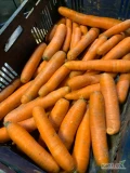 sprzedam marchew  handlowa kal 2-4 ilosci paletowe 