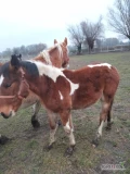 Sprzedam 4- letnią  klacz PKZ  wraz z 7- miesięcznym  żrebakiem pogrubianym.