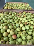 Mam do zaoferowania Golden persi -100 ton, cena 2 zł i Golden delicious 1.8zl, 60 ton, cena za wagę w skrzyni. Jabłka z kontroli KA