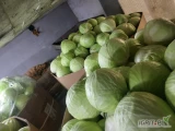 Sprzedam kapuste biała kal.1-4kg opakowanie karton box