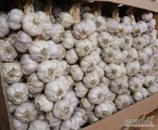                     Sprzedam Czosnek