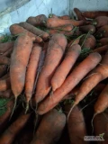 Sprzedam młodą marchew odmiana Laguna, kaliber 3+, skrzyniopaleta, big bag,