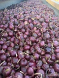 Cebula czerwona na pakowanie i obieranie. 75%6+, Red Baron, ilości tirowe, import, dostawa do klienta. Co tydzień nowe oferty, dostępne...