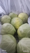 sprzedam kapuste mloda wagę 0.8kg-2kg okolo 20palet zapowana w skrzynki plastikowe zapraszam