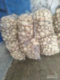 Sprzedam ziemniaki młode odmiana irga. Możliwość transportu 