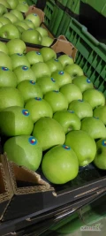 JABŁKO GRANNY SMITH – CHALLENGER 