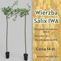 Wierzba Iwa Salix Interga Iwa