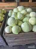 Sprzedam kapustę białą główki 1-5kg odmiana Longma. Duże ilości możliwy transport. 