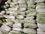 Kapusta pekińska drobna później 0,5 kg na przemysł około 8 t