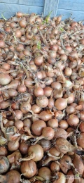 Sprzedam cebulę na wysadke.
